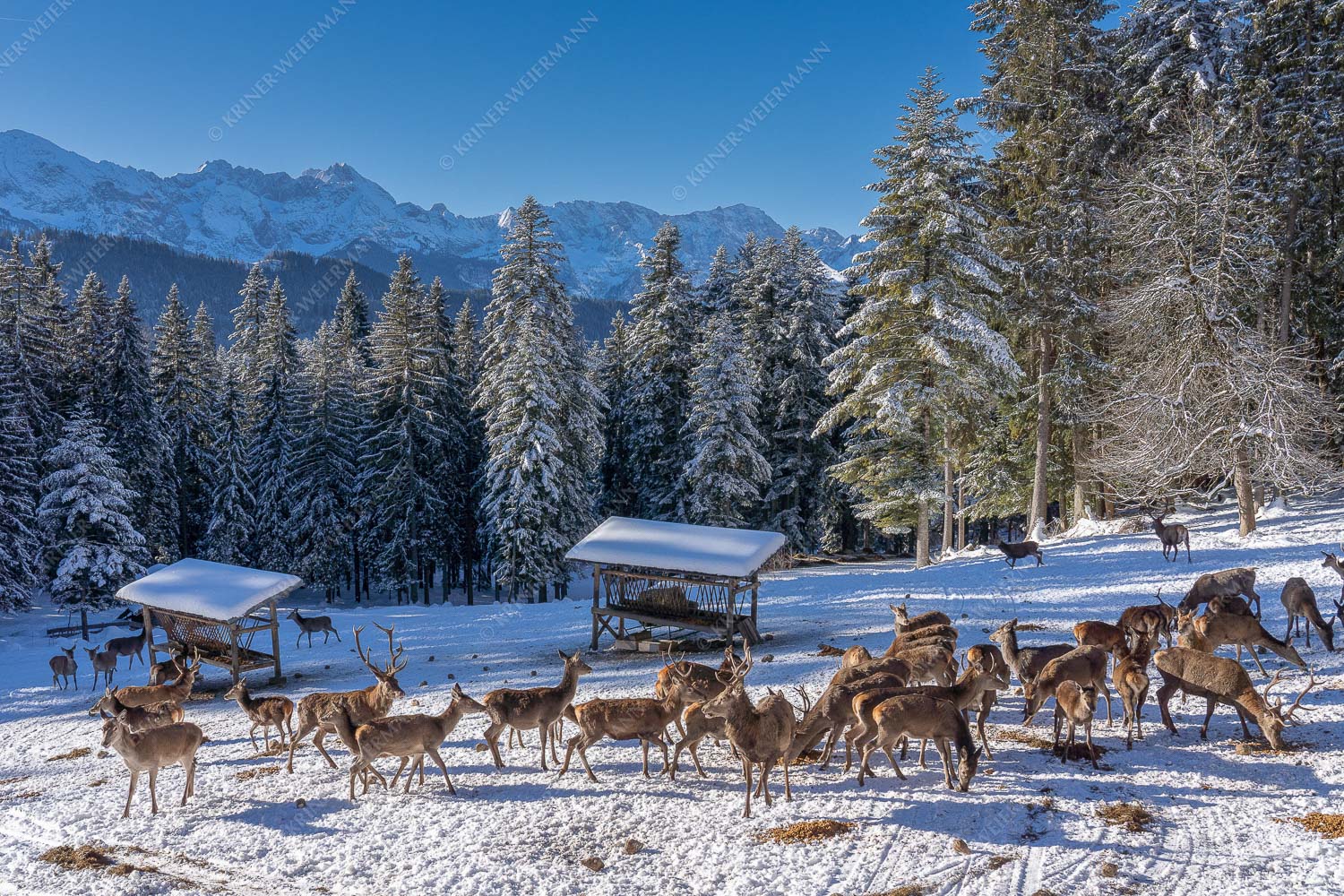 Hirsch an der Wildfütterung - Hirsch im Winter IV 3:2  -- Rotwild bei Garmisch-Partenkirchen - mehr Infos bei www.Kriner-Weiermann.de