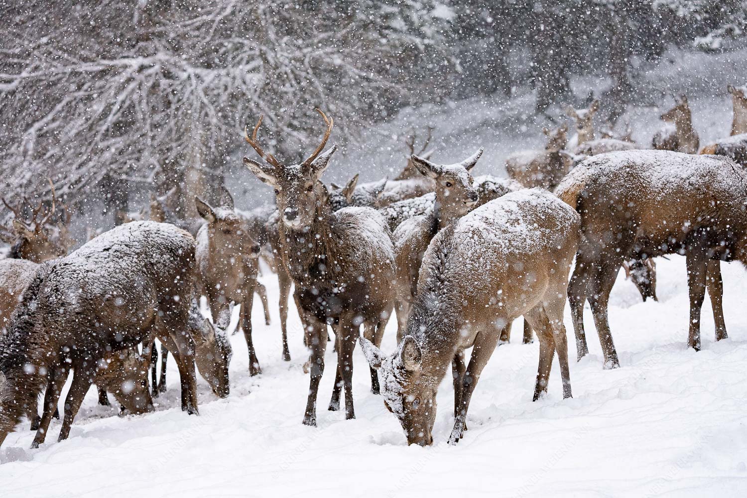 Hirsch an der Wildfütterung - Hirsch im Winter IX 3:2  -- Rotwild bei Garmisch-Partenkirchen - mehr Infos bei www.Kriner-Weiermann.de