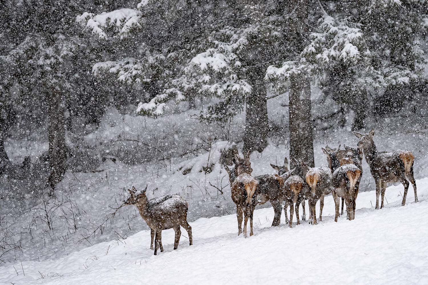 Hirsch an der Wildfütterung - Hirsch im Winter V 3:2  -- Rotwild bei Garmisch-Partenkirchen - mehr Infos bei www.Kriner-Weiermann.de