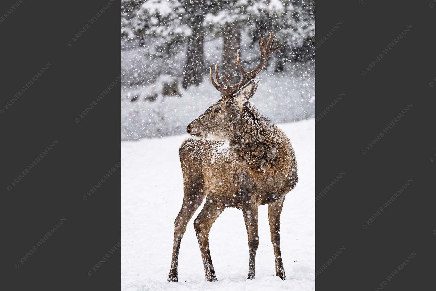 Hirsch an der Wildfütterung - Hirsch im Winter VI 2:3  -- Rotwild bei Garmisch-Partenkirchen - mehr Infos bei www.Kriner-Weiermann.de
