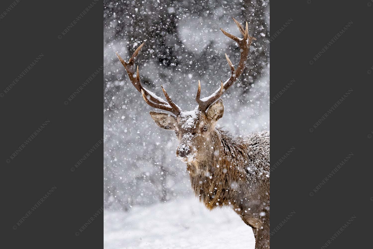 Hirsch an der Wildfütterung - Hirsch im Winter VII 2:3  -- Rotwild bei Garmisch-Partenkirchen - mehr Infos bei www.Kriner-Weiermann.de