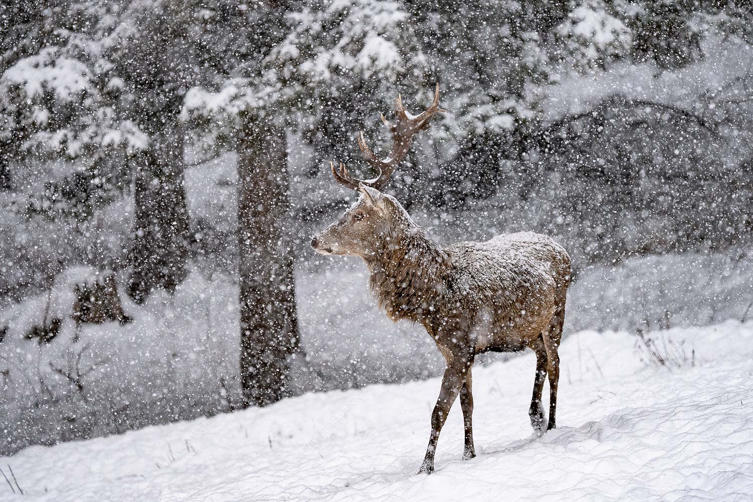 Hirsch an der Wildfütterung - Hirsch im Winter VIII 3:2  -- Rotwild bei Garmisch-Partenkirchen - mehr Infos bei www.Kriner-Weiermann.de