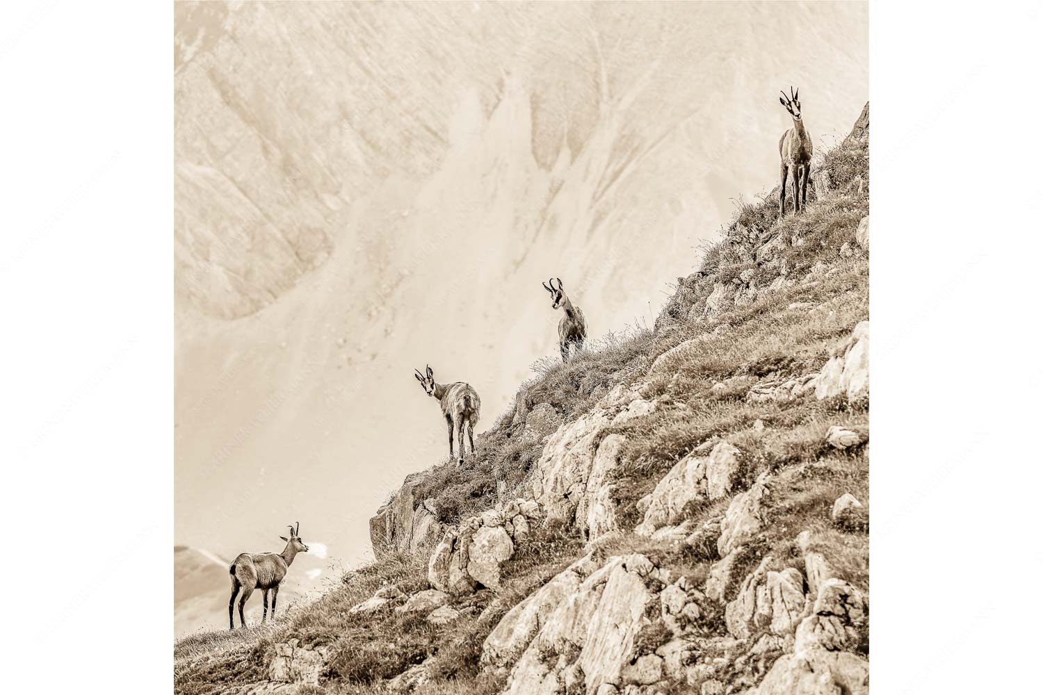 Junge Gams im Karwendel - Aufgereiht_1zu1_sepia - mehr Infos bei www.Kriner-Weiermann.de