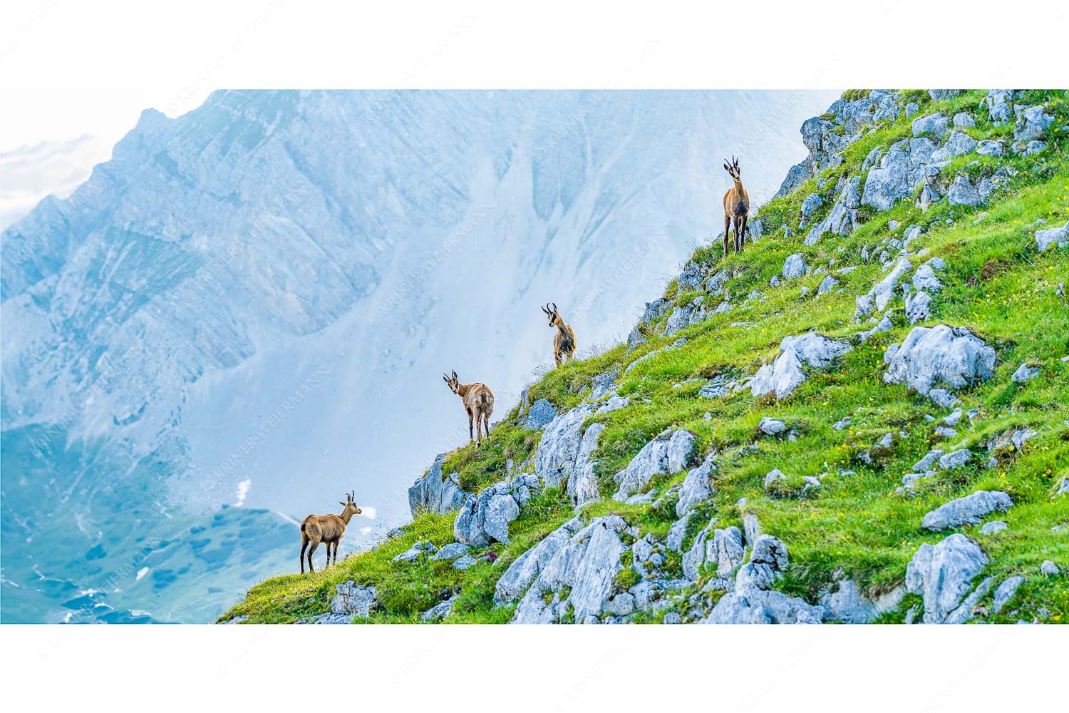 Junge Gams im Karwendel - Aufgereiht_2zu1 - mehr Infos bei www.Kriner-Weiermann.de