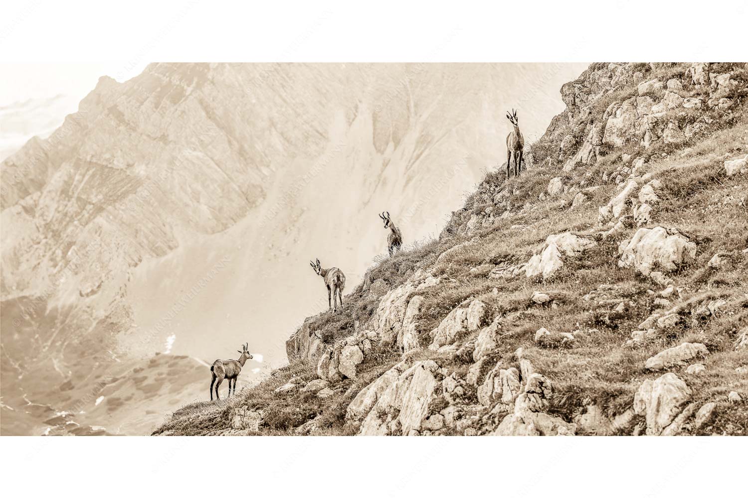 Junge Gams im Karwendel - Aufgereiht_2zu1_sepia - mehr Infos bei www.Kriner-Weiermann.de