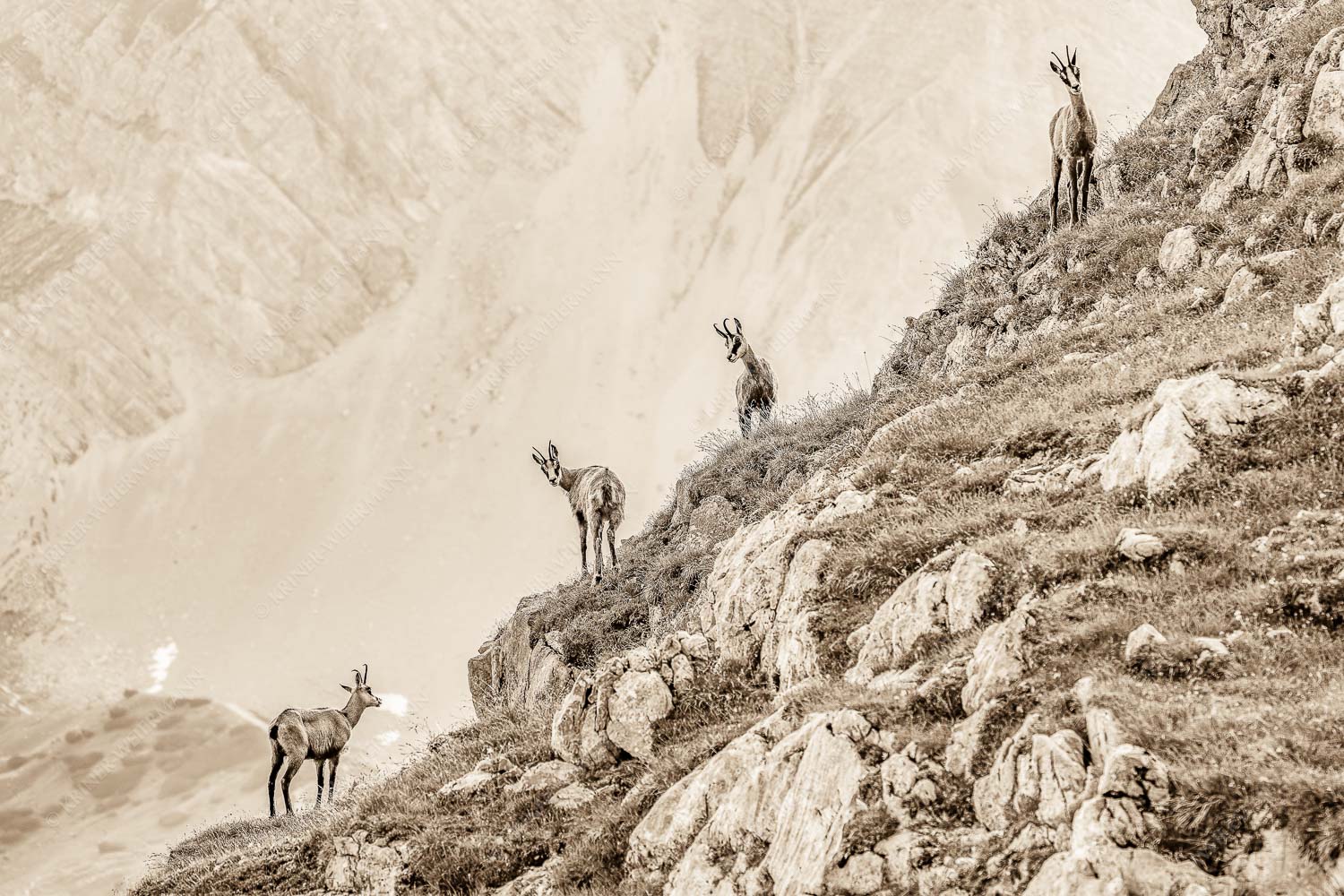 Junge Gams im Karwendel - Aufgereiht_3zu2_sepia - mehr Infos bei www.Kriner-Weiermann.de
