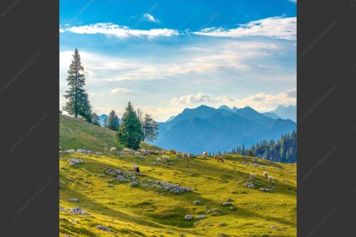 Bergschafe mit Blick von der Kuhalm zum Soierngebirge - Kuhalmschaflan 1:1  -- Schafe auf der Kuhalm im Estergebirge - mehr Infos bei www.Kriner-Weiermann.de