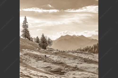 Bergschafe mit Blick von der Kuhalm zum Soierngebirge - Kuhalmschaflan 1:1 sepia -- Schafe auf der Kuhalm im Estergebirge - mehr Infos bei www.Kriner-Weiermann.de