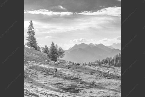 Bergschafe mit Blick von der Kuhalm zum Soierngebirge - Kuhalmschaflan 1:1 sw -- Schafe auf der Kuhalm im Estergebirge - mehr Infos bei www.Kriner-Weiermann.de