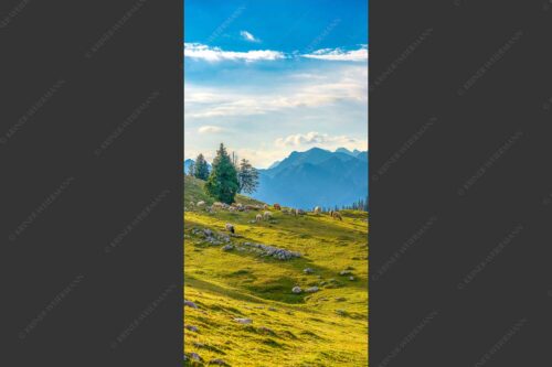 Bergschafe mit Blick von der Kuhalm zum Soierngebirge - Kuhalmschaflan 1:2  -- Schafe auf der Kuhalm im Estergebirge - mehr Infos bei www.Kriner-Weiermann.de