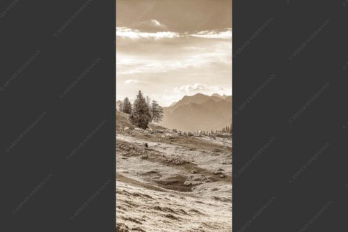 Bergschafe mit Blick von der Kuhalm zum Soierngebirge - Kuhalmschaflan 1:2 sepia -- Schafe auf der Kuhalm im Estergebirge - mehr Infos bei www.Kriner-Weiermann.de