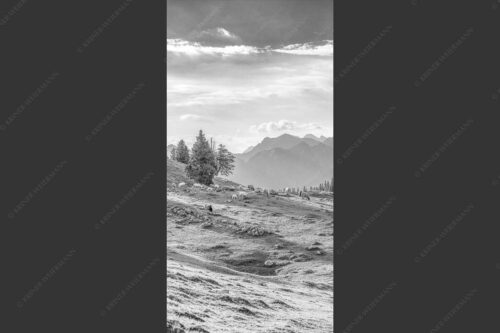Bergschafe mit Blick von der Kuhalm zum Soierngebirge - Kuhalmschaflan 1:2 sw -- Schafe auf der Kuhalm im Estergebirge - mehr Infos bei www.Kriner-Weiermann.de