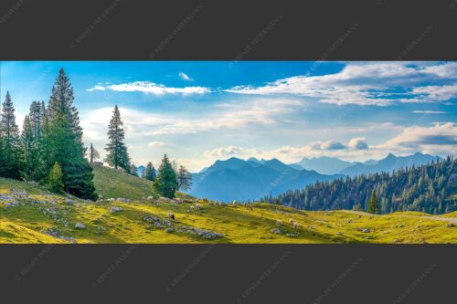 Bergschafe mit Blick von der Kuhalm zum Soierngebirge - Kuhalmschaflan 2,5:1  -- Schafe auf der Kuhalm im Estergebirge - mehr Infos bei www.Kriner-Weiermann.de