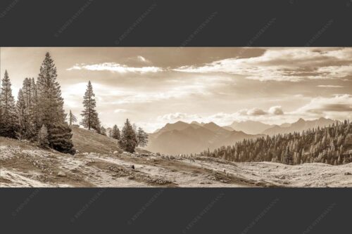 Bergschafe mit Blick von der Kuhalm zum Soierngebirge - Kuhalmschaflan 2,5:1 sepia -- Schafe auf der Kuhalm im Estergebirge - mehr Infos bei www.Kriner-Weiermann.de