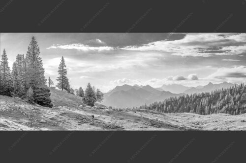 Bergschafe mit Blick von der Kuhalm zum Soierngebirge - Kuhalmschaflan 2,5:1 sw -- Schafe auf der Kuhalm im Estergebirge - mehr Infos bei www.Kriner-Weiermann.de