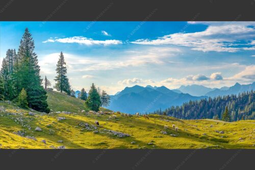 Bergschafe mit Blick von der Kuhalm zum Soierngebirge - Kuhalmschaflan 2:1  -- Schafe auf der Kuhalm im Estergebirge - mehr Infos bei www.Kriner-Weiermann.de