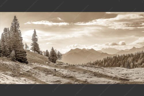 Bergschafe mit Blick von der Kuhalm zum Soierngebirge - Kuhalmschaflan 2:1 sepia -- Schafe auf der Kuhalm im Estergebirge - mehr Infos bei www.Kriner-Weiermann.de