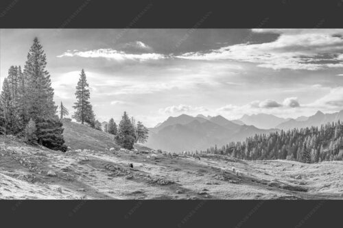 Bergschafe mit Blick von der Kuhalm zum Soierngebirge - Kuhalmschaflan 2:1 sw -- Schafe auf der Kuhalm im Estergebirge - mehr Infos bei www.Kriner-Weiermann.de
