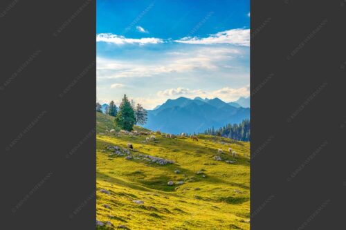Bergschafe mit Blick von der Kuhalm zum Soierngebirge - Kuhalmschaflan 2:3  -- Schafe auf der Kuhalm im Estergebirge - mehr Infos bei www.Kriner-Weiermann.de