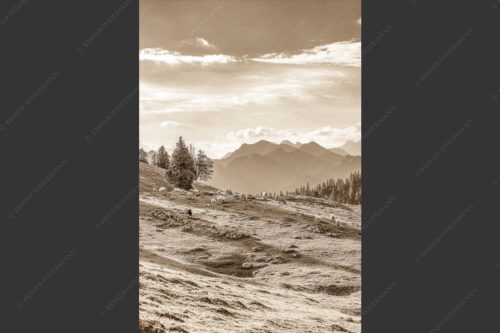 Bergschafe mit Blick von der Kuhalm zum Soierngebirge - Kuhalmschaflan 2:3 sepia -- Schafe auf der Kuhalm im Estergebirge - mehr Infos bei www.Kriner-Weiermann.de