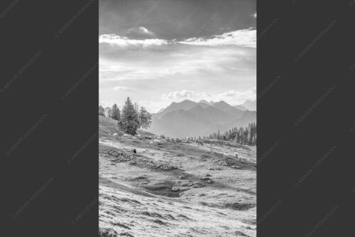 Bergschafe mit Blick von der Kuhalm zum Soierngebirge - Kuhalmschaflan 2:3 sw -- Schafe auf der Kuhalm im Estergebirge - mehr Infos bei www.Kriner-Weiermann.de