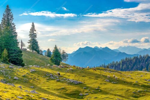 Bergschafe mit Blick von der Kuhalm zum Soierngebirge - Kuhalmschaflan 3:2  -- Schafe auf der Kuhalm im Estergebirge - mehr Infos bei www.Kriner-Weiermann.de