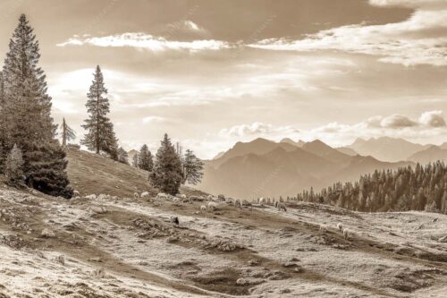 Bergschafe mit Blick von der Kuhalm zum Soierngebirge - Kuhalmschaflan 3:2 sepia -- Schafe auf der Kuhalm im Estergebirge - mehr Infos bei www.Kriner-Weiermann.de