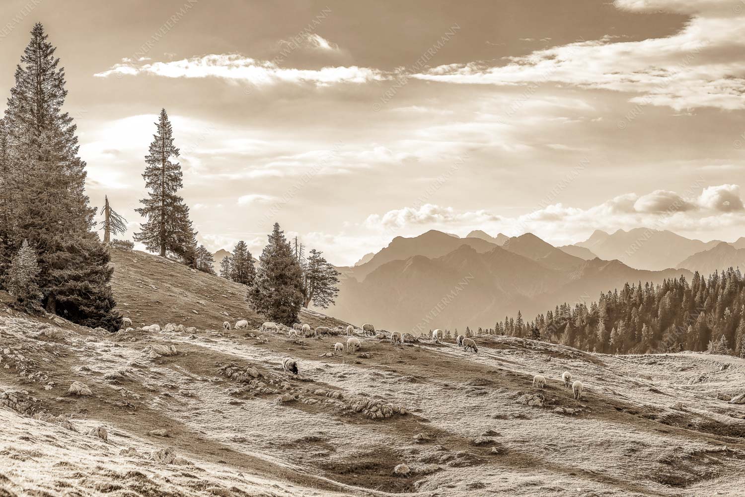 Bergschafe mit Blick von der Kuhalm zum Soierngebirge - Kuhalmschaflan 3:2 sepia -- Schafe auf der Kuhalm im Estergebirge - mehr Infos bei www.Kriner-Weiermann.de