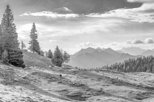 Bergschafe mit Blick von der Kuhalm zum Soierngebirge - Kuhalmschaflan 3:2 sw -- Schafe auf der Kuhalm im Estergebirge - mehr Infos bei www.Kriner-Weiermann.de