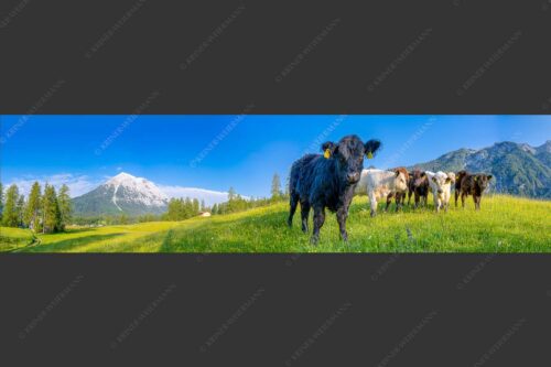 Jungvieh in Leutasch mit Hoher Munde in den Mieminger Bergen - Leutascher Weide 4:1  -- Junge Kälber mit Hoher Munde - mehr Infos bei www.Kriner-Weiermann.de