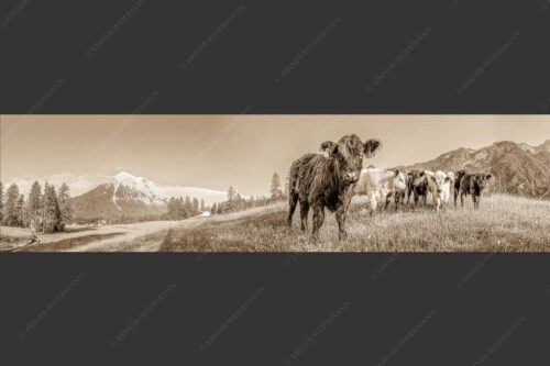Jungvieh in Leutasch mit Hoher Munde in den Mieminger Bergen - Leutascher Weide 4:1 sepia -- Junge Kälber mit Hoher Munde - mehr Infos bei www.Kriner-Weiermann.de