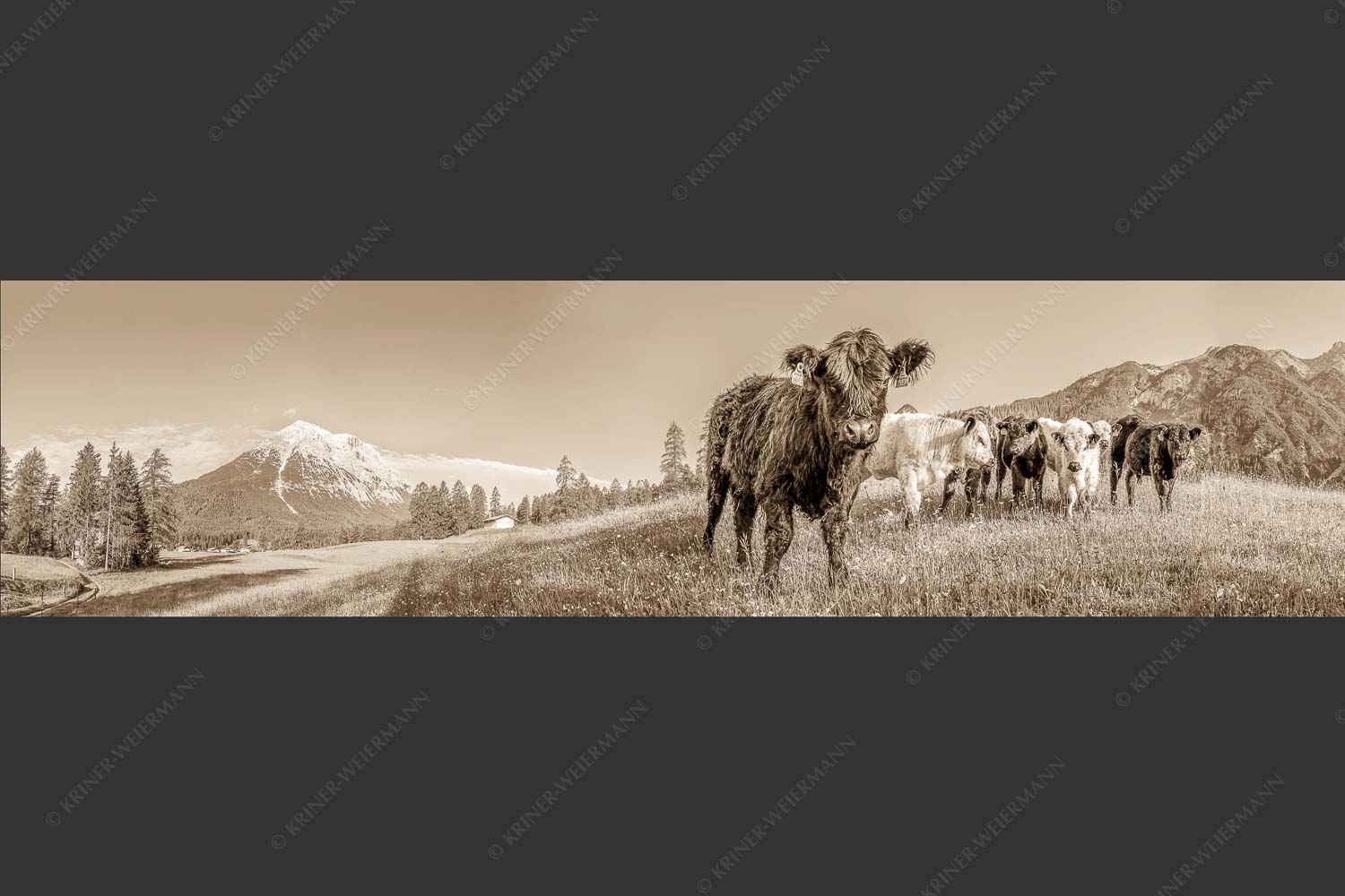 Jungvieh in Leutasch mit Hoher Munde in den Mieminger Bergen - Leutascher Weide 4:1 sepia -- Junge Kälber mit Hoher Munde - mehr Infos bei www.Kriner-Weiermann.de