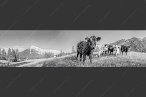 Jungvieh in Leutasch mit Hoher Munde in den Mieminger Bergen - Leutascher Weide 4:1 sw -- Junge Kälber mit Hoher Munde - mehr Infos bei www.Kriner-Weiermann.de