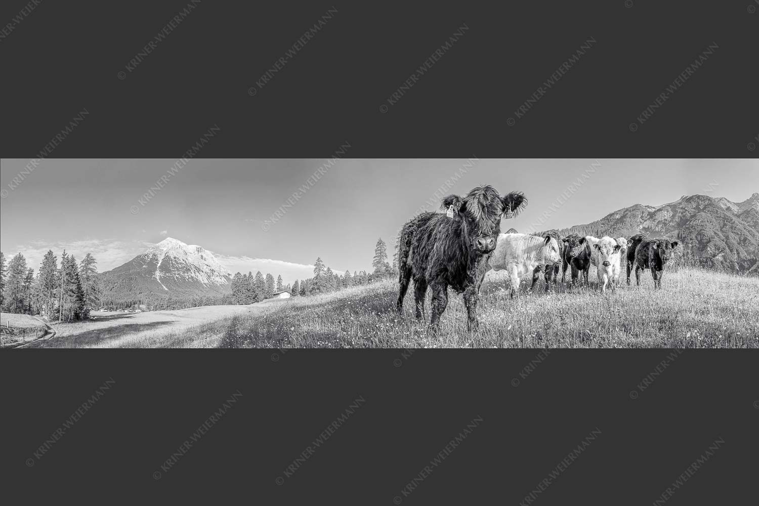 Jungvieh in Leutasch mit Hoher Munde in den Mieminger Bergen - Leutascher Weide 4:1 sw -- Junge Kälber mit Hoher Munde - mehr Infos bei www.Kriner-Weiermann.de
