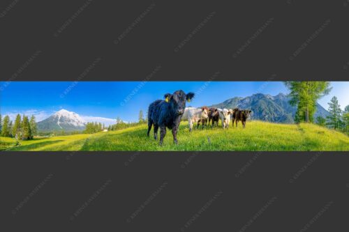 Jungvieh in Leutasch mit Hoher Munde in den Mieminger Bergen - Leutascher Weide 5:1  -- Junge Kälber mit Hoher Munde - mehr Infos bei www.Kriner-Weiermann.de