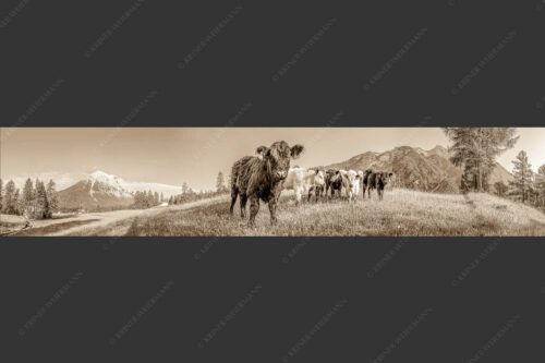 Jungvieh in Leutasch mit Hoher Munde in den Mieminger Bergen - Leutascher Weide 5:1 sepia -- Junge Kälber mit Hoher Munde - mehr Infos bei www.Kriner-Weiermann.de