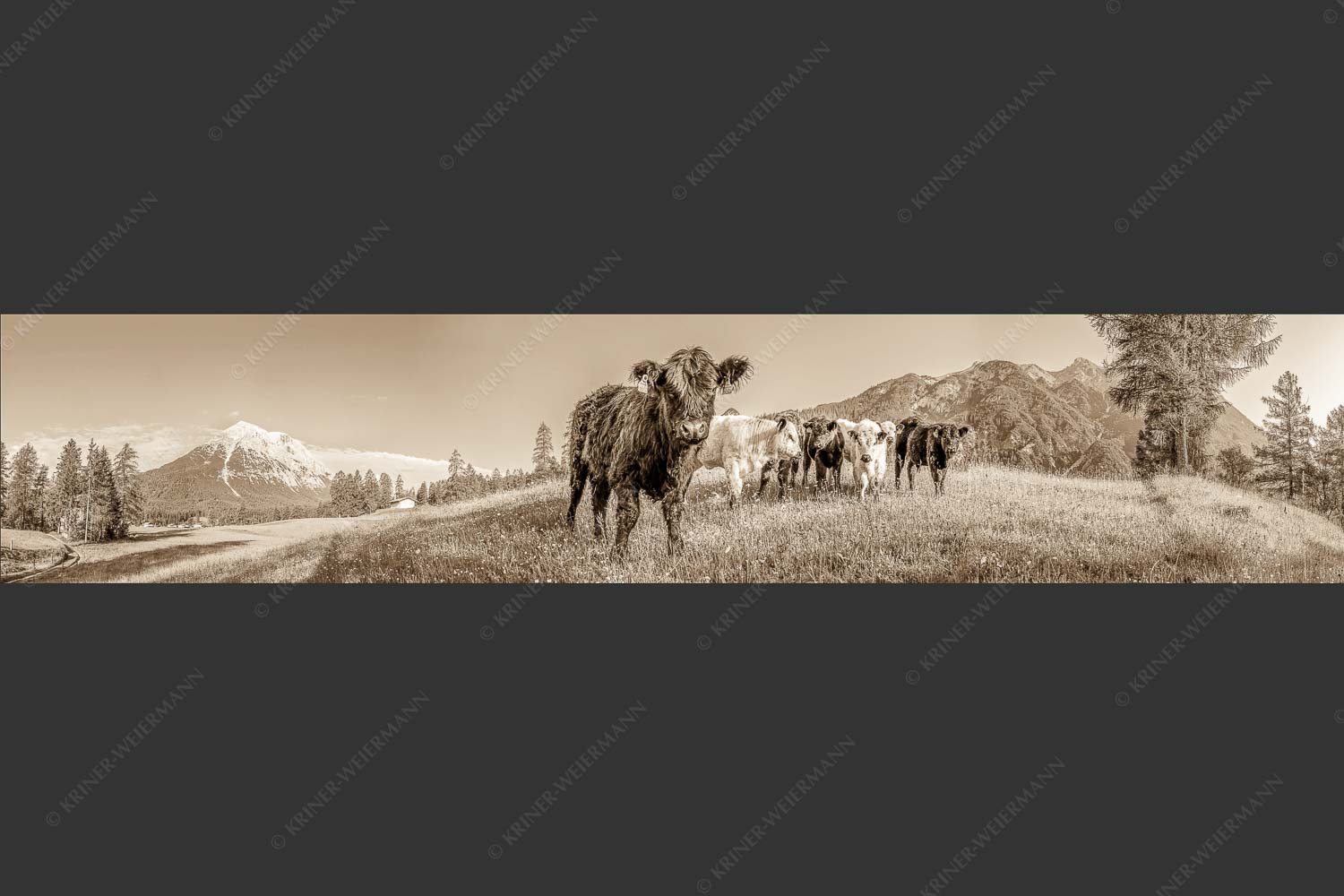 Jungvieh in Leutasch mit Hoher Munde in den Mieminger Bergen - Leutascher Weide 5:1 sepia -- Junge Kälber mit Hoher Munde - mehr Infos bei www.Kriner-Weiermann.de