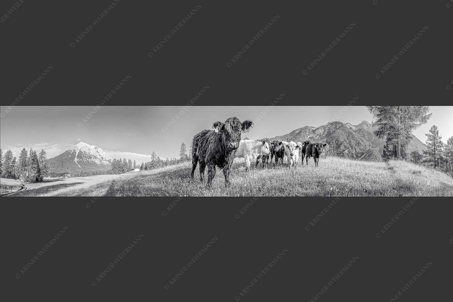 Jungvieh in Leutasch mit Hoher Munde in den Mieminger Bergen - Leutascher Weide 5:1 sw -- Junge Kälber mit Hoher Munde - mehr Infos bei www.Kriner-Weiermann.de