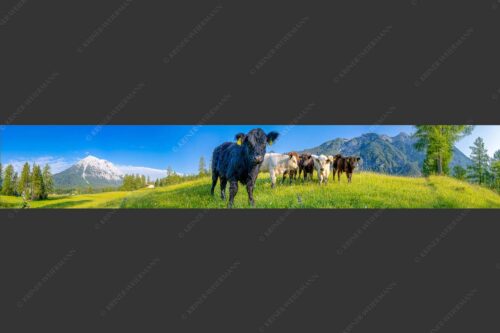 Jungvieh in Leutasch mit Hoher Munde in den Mieminger Bergen - Leutascher Weide 6:1  -- Junge Kälber mit Hoher Munde - mehr Infos bei www.Kriner-Weiermann.de
