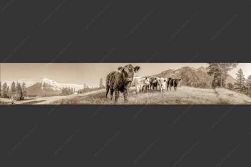 Jungvieh in Leutasch mit Hoher Munde in den Mieminger Bergen - Leutascher Weide 6:1 sepia -- Junge Kälber mit Hoher Munde - mehr Infos bei www.Kriner-Weiermann.de