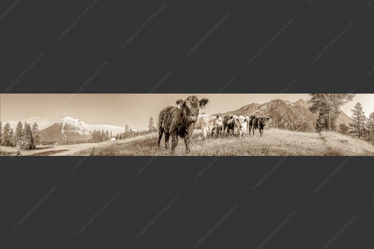Jungvieh in Leutasch mit Hoher Munde in den Mieminger Bergen - Leutascher Weide 6:1 sepia -- Junge Kälber mit Hoher Munde - mehr Infos bei www.Kriner-Weiermann.de