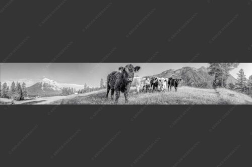 Jungvieh in Leutasch mit Hoher Munde in den Mieminger Bergen - Leutascher Weide 6:1 sw -- Junge Kälber mit Hoher Munde - mehr Infos bei www.Kriner-Weiermann.de