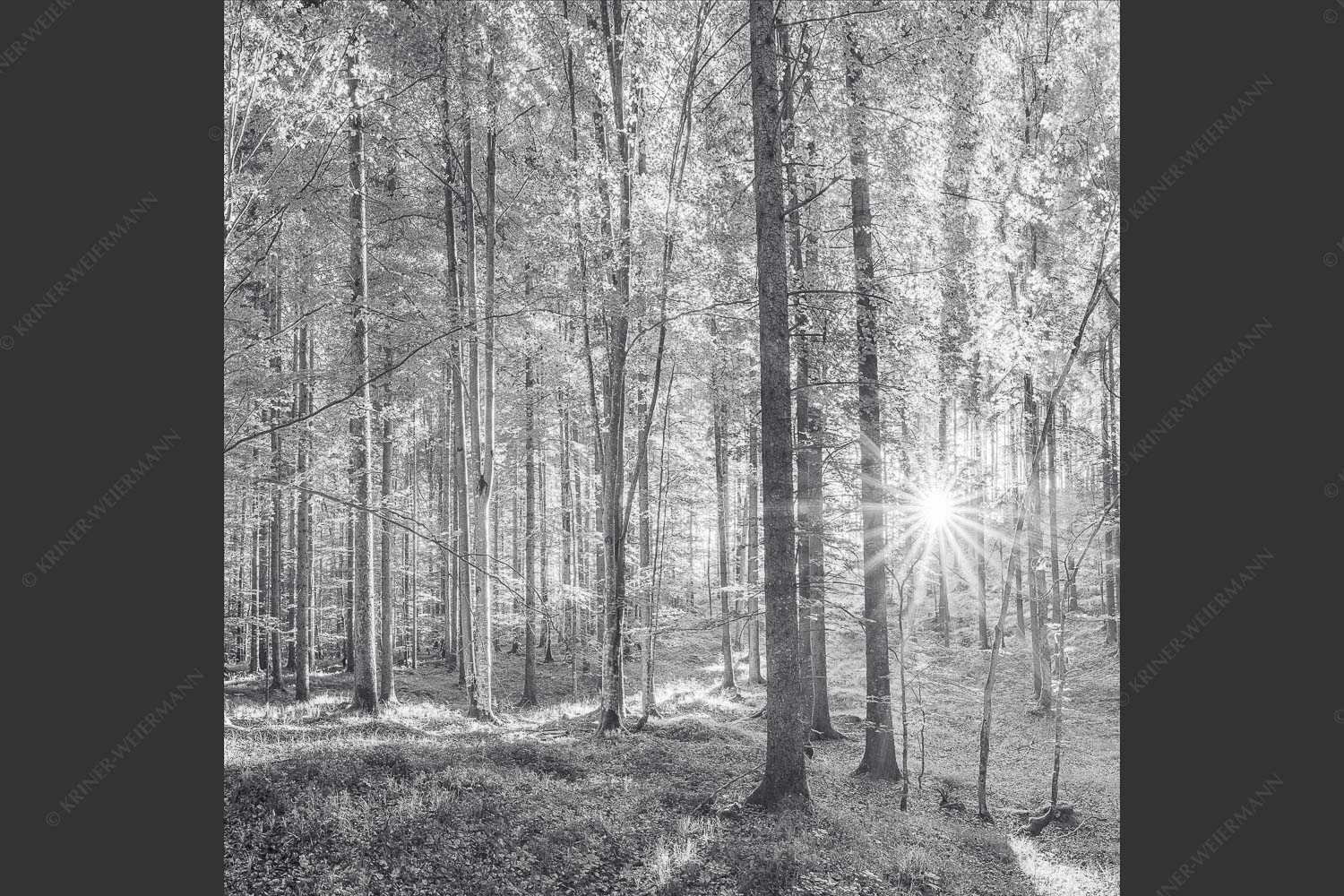 Erstes Sonnenlicht im Buchenwald - Morgens im Wald 1:1 sw -- Sonnenlicht Waldboden - mehr Infos bei www.Kriner-Weiermann.de
