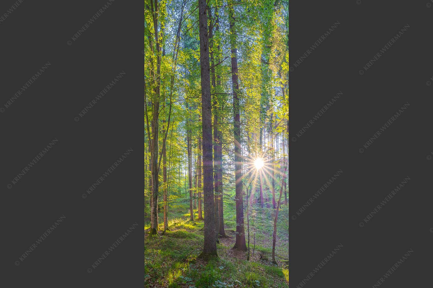 Erstes Sonnenlicht im Buchenwald - Morgens im Wald 1:2  -- Sonnenlicht Waldboden - mehr Infos bei www.Kriner-Weiermann.de