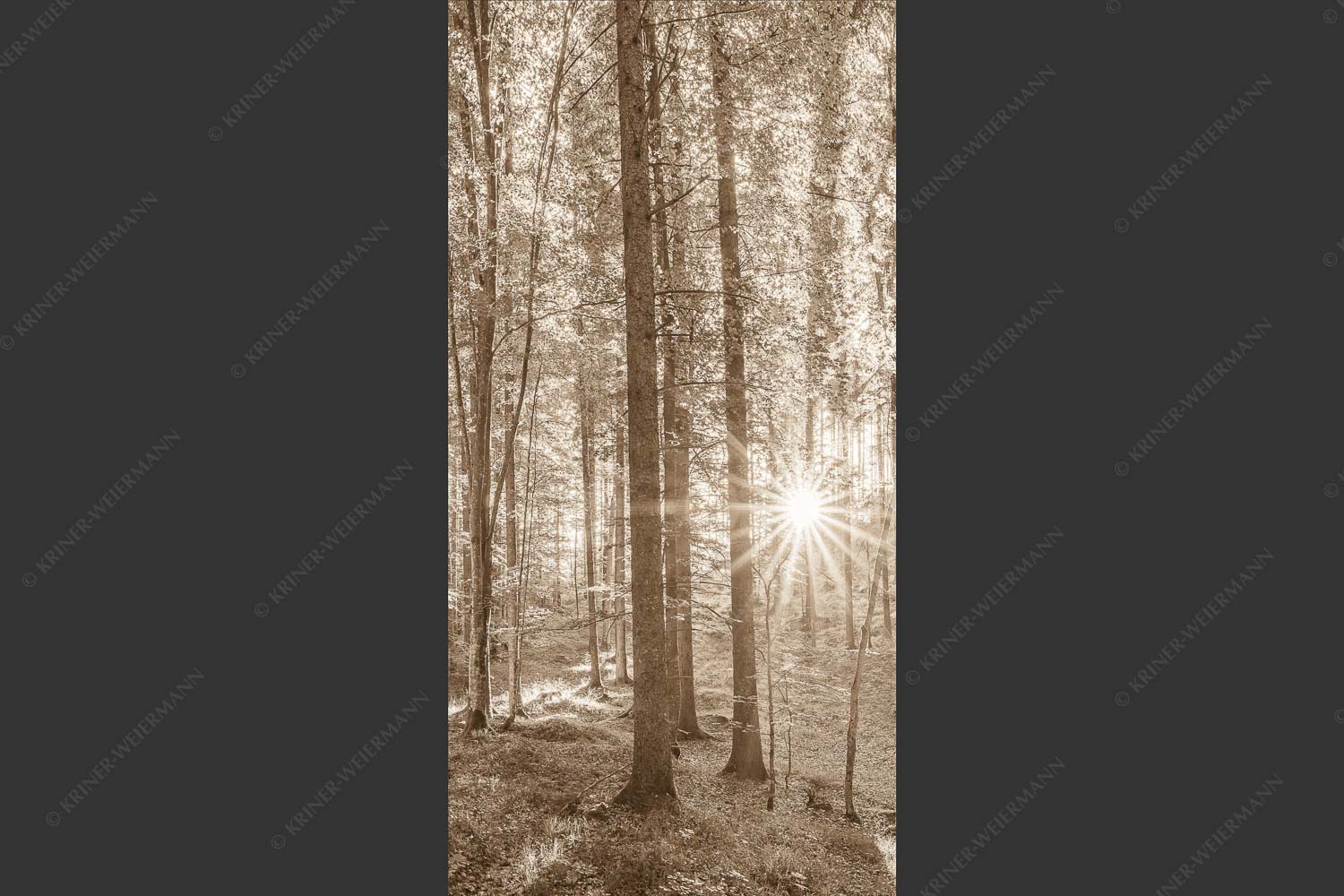 Erstes Sonnenlicht im Buchenwald - Morgens im Wald 1:2 sepia -- Sonnenlicht Waldboden - mehr Infos bei www.Kriner-Weiermann.de