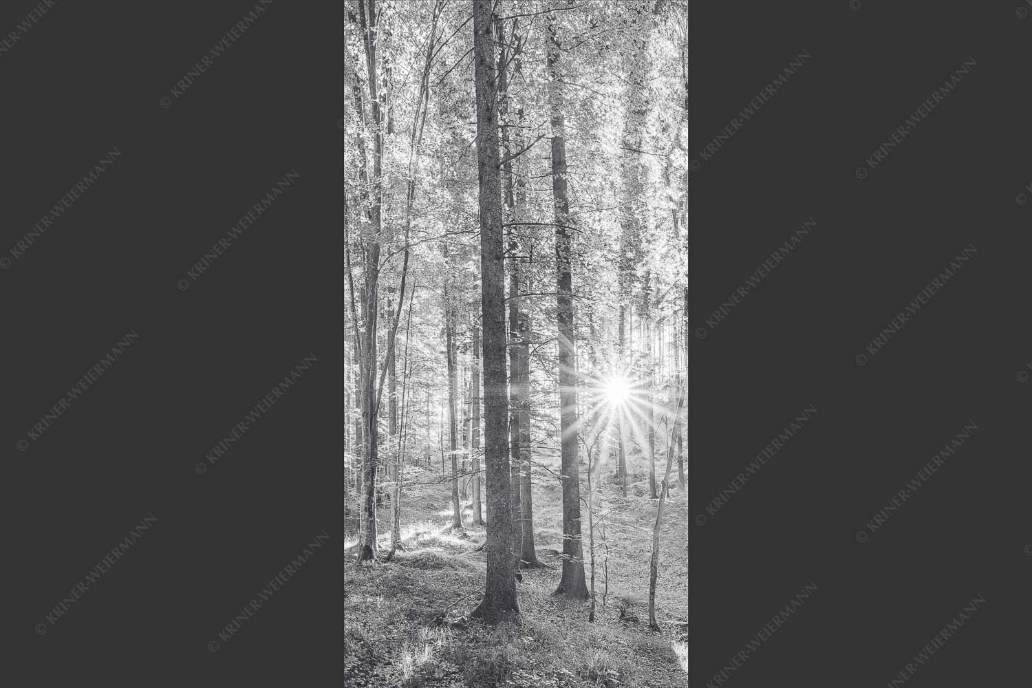 Erstes Sonnenlicht im Buchenwald - Morgens im Wald 1:2 sw -- Sonnenlicht Waldboden - mehr Infos bei www.Kriner-Weiermann.de