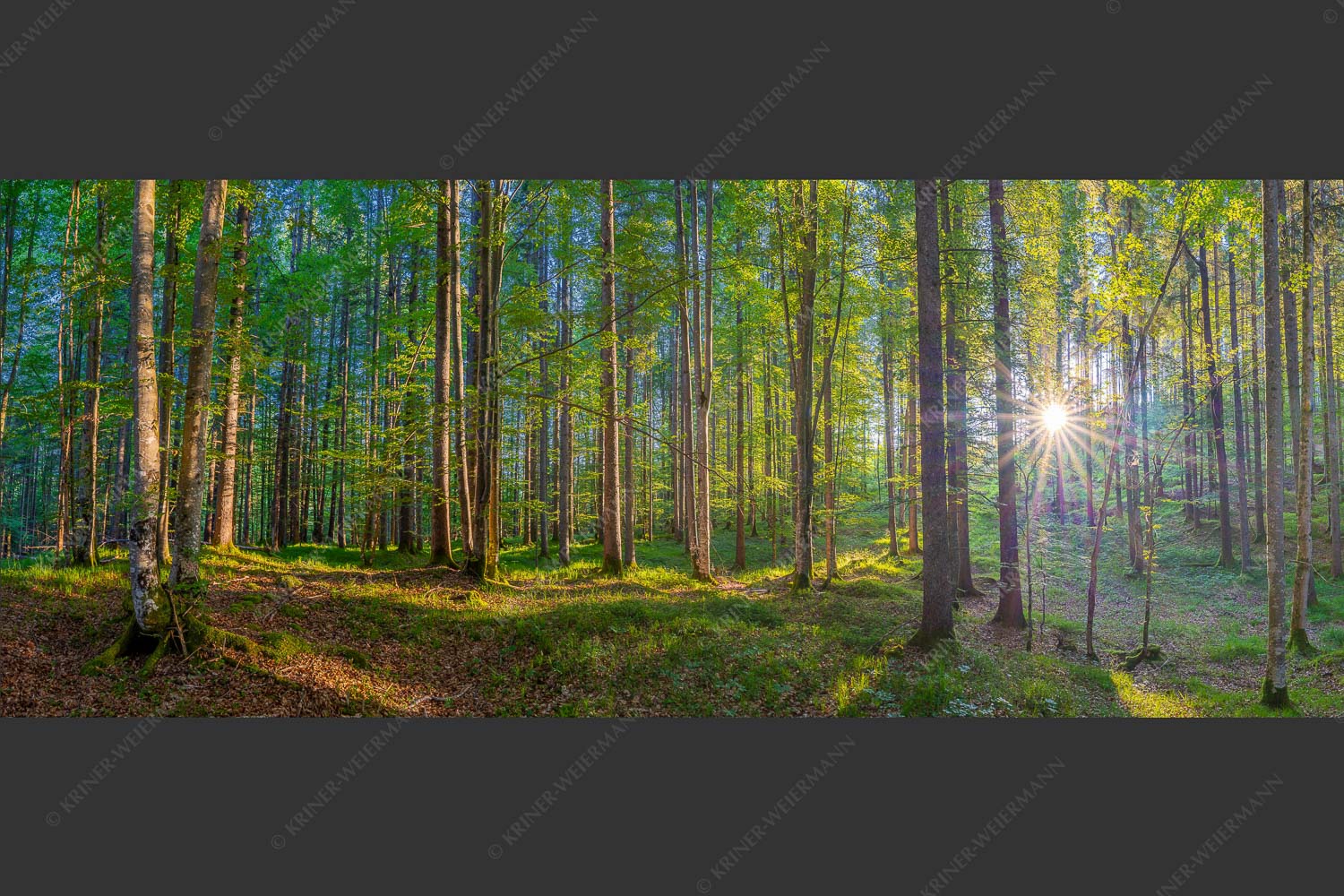 Erstes Sonnenlicht im Buchenwald - Morgens im Wald 2,5:1  -- Sonnenlicht Waldboden - mehr Infos bei www.Kriner-Weiermann.de