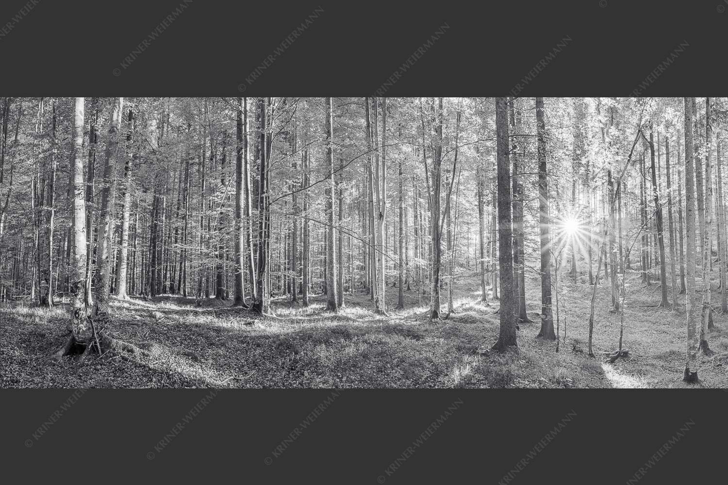 Erstes Sonnenlicht im Buchenwald - Morgens im Wald 2,5:1 sw -- Sonnenlicht Waldboden - mehr Infos bei www.Kriner-Weiermann.de