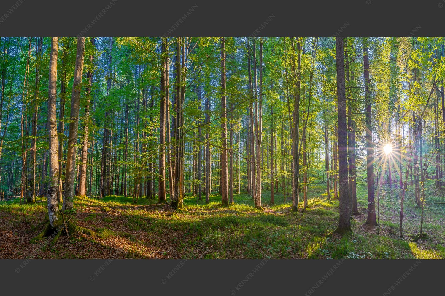 Erstes Sonnenlicht im Buchenwald - Morgens im Wald 2:1  -- Sonnenlicht Waldboden - mehr Infos bei www.Kriner-Weiermann.de