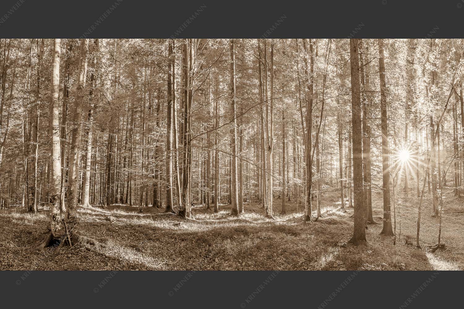 Erstes Sonnenlicht im Buchenwald - Morgens im Wald 2:1 sepia -- Sonnenlicht Waldboden - mehr Infos bei www.Kriner-Weiermann.de